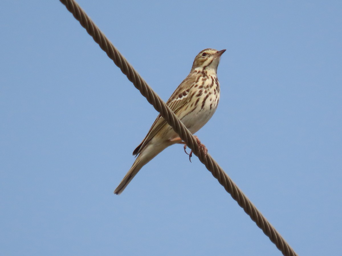 Tree Pipit - ML646397833