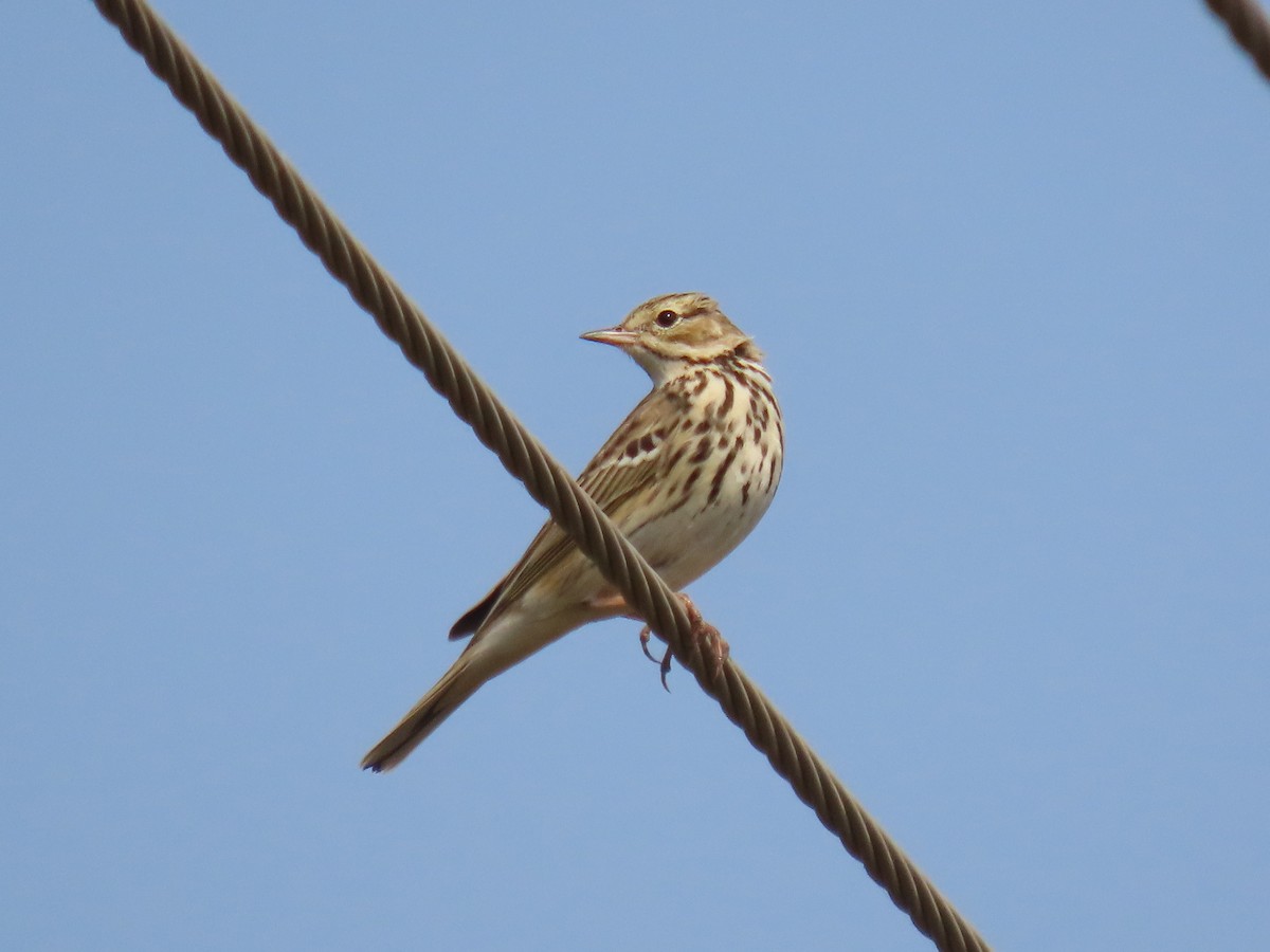 Tree Pipit - ML646397834