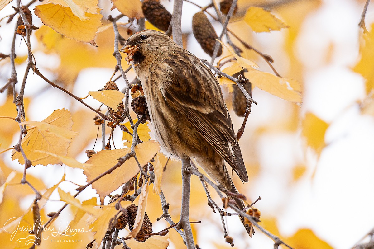 Redpoll (Lesser) - ML646397840
