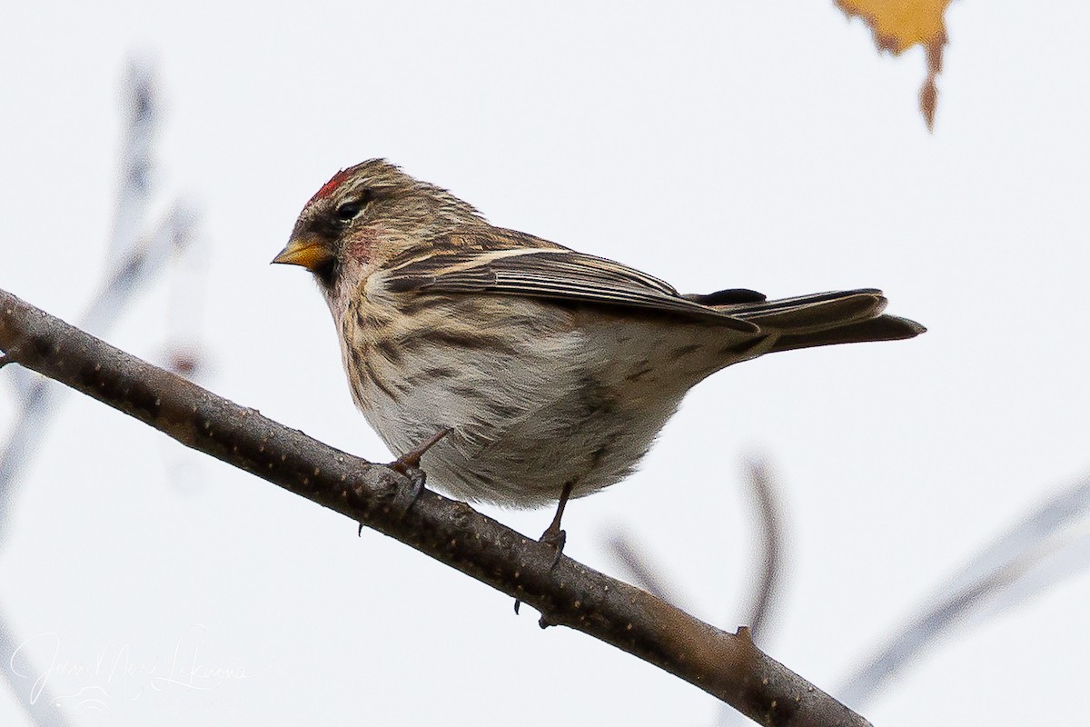 Redpoll (Lesser) - ML646397841