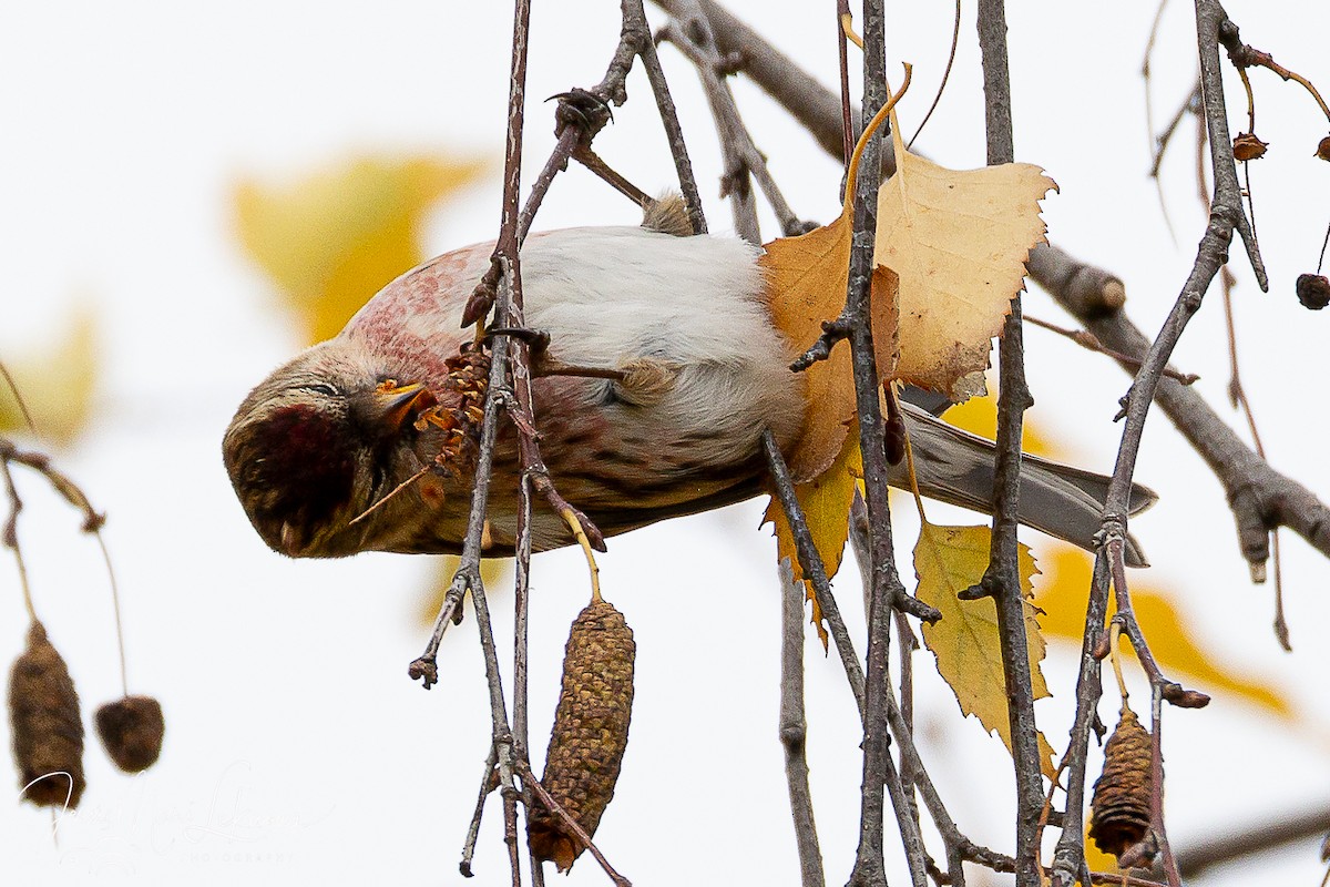 Redpoll (Lesser) - ML646397842