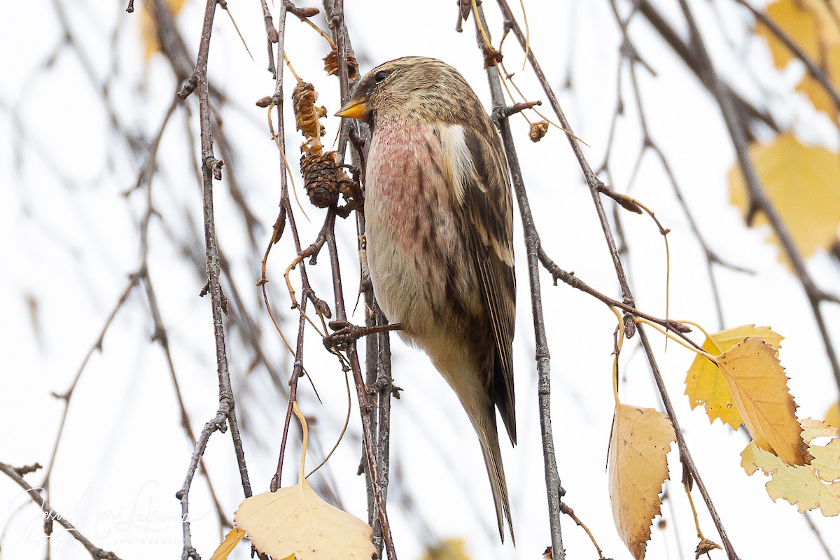 Redpoll (Lesser) - ML646397843