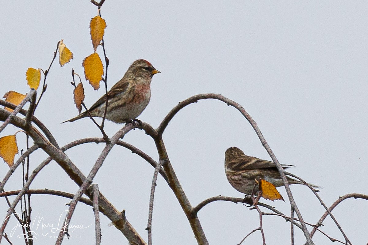 Redpoll (Lesser) - ML646397844
