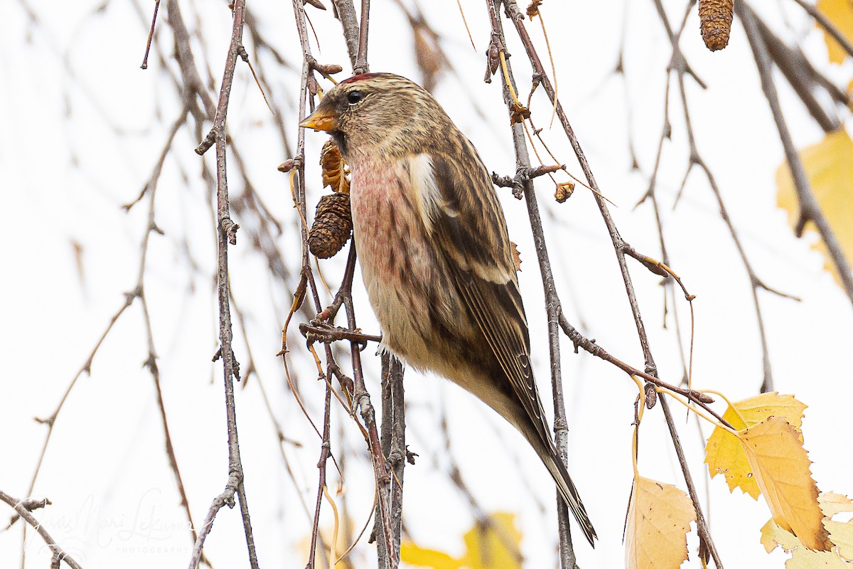 Redpoll (Lesser) - ML646397845