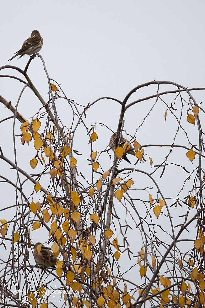 Redpoll (Lesser) - ML646397846