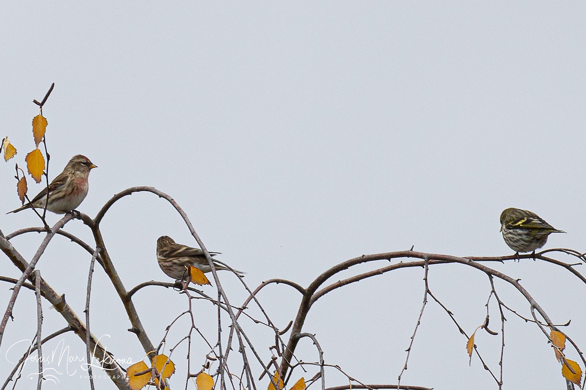 Redpoll (Lesser) - ML646397847