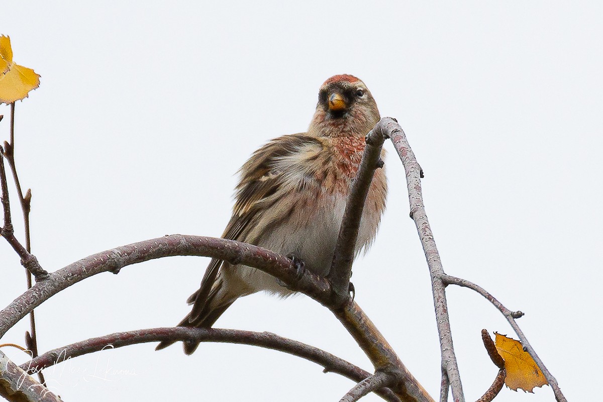 Redpoll (Lesser) - ML646397848