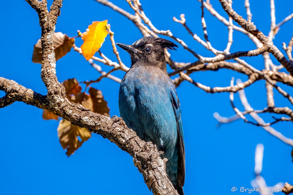 Geai de Steller - ML646397849