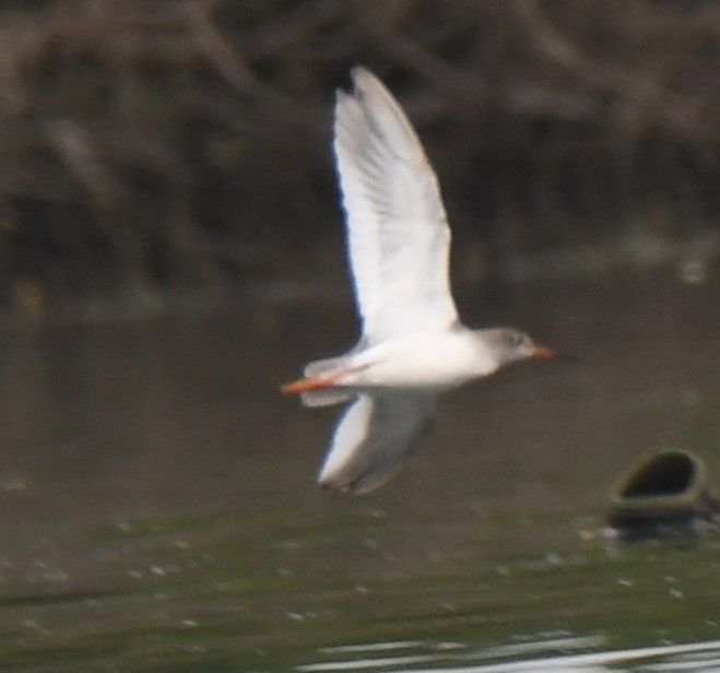 Chevalier gambette - ML646397850