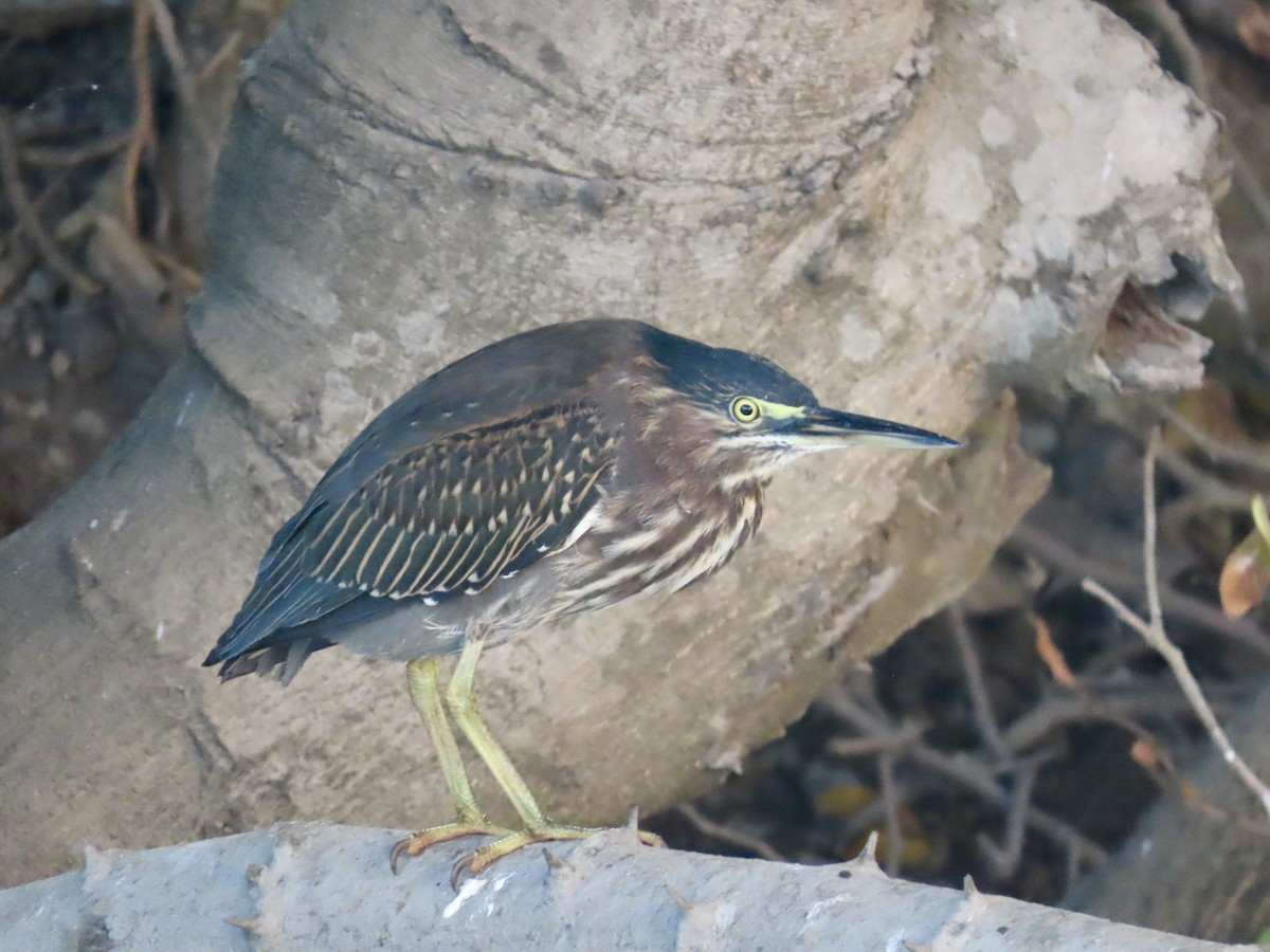 Héron vert - ML646397851