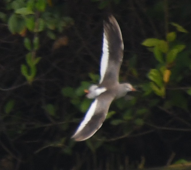 Chevalier gambette - ML646397852