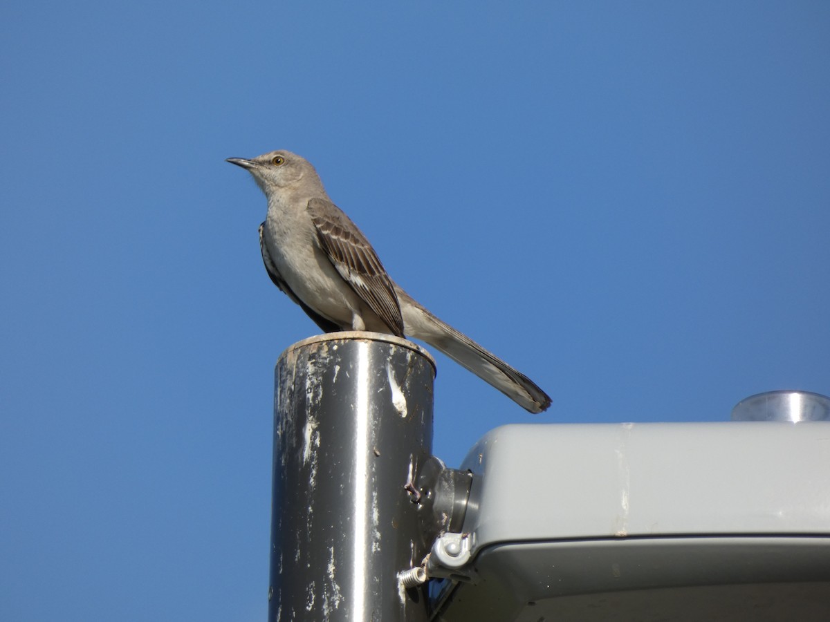 Moqueur polyglotte - ML646397853