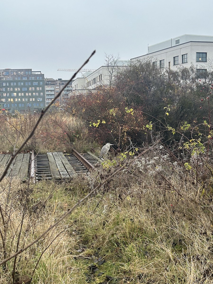 Héron cendré - ML646397854