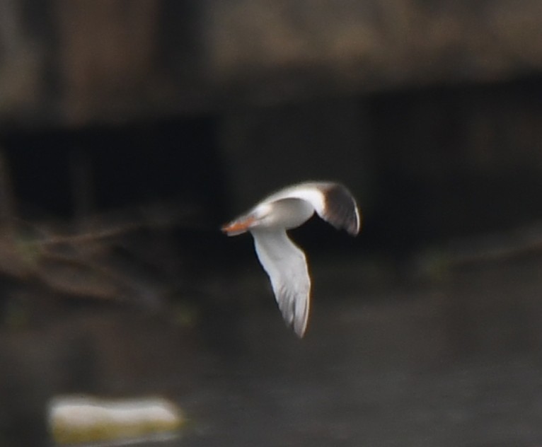 Chevalier gambette - ML646397856