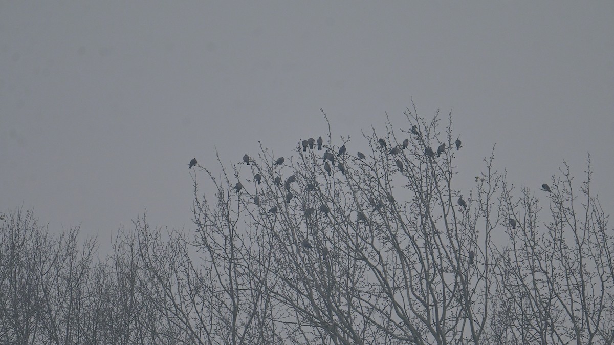 Pigeon ramier - ML646397858