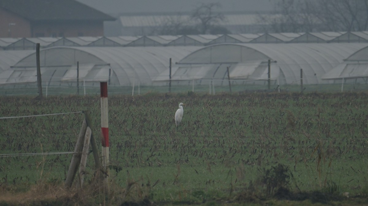 Grande Aigrette - ML646397860