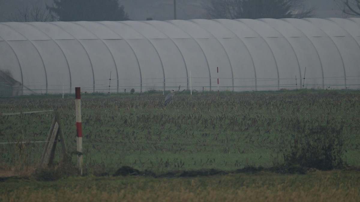 Héron cendré - ML646397861