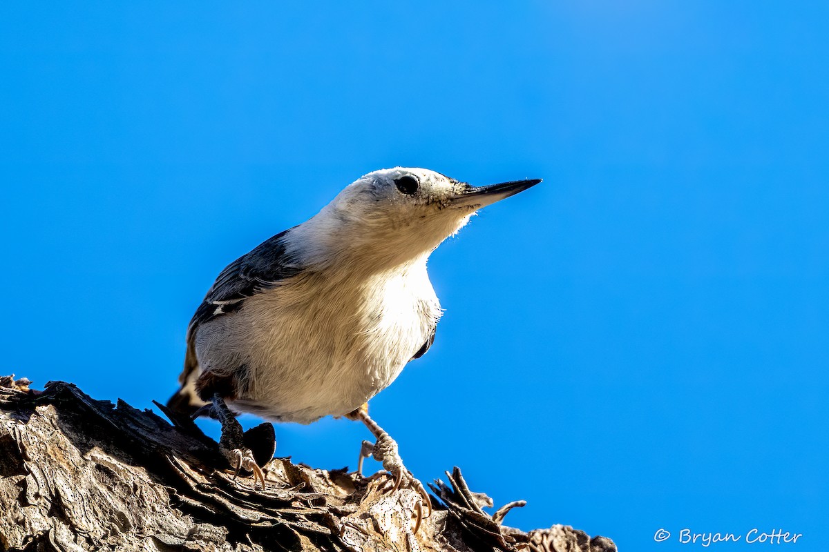 Sittelle à poitrine blanche - ML646397862