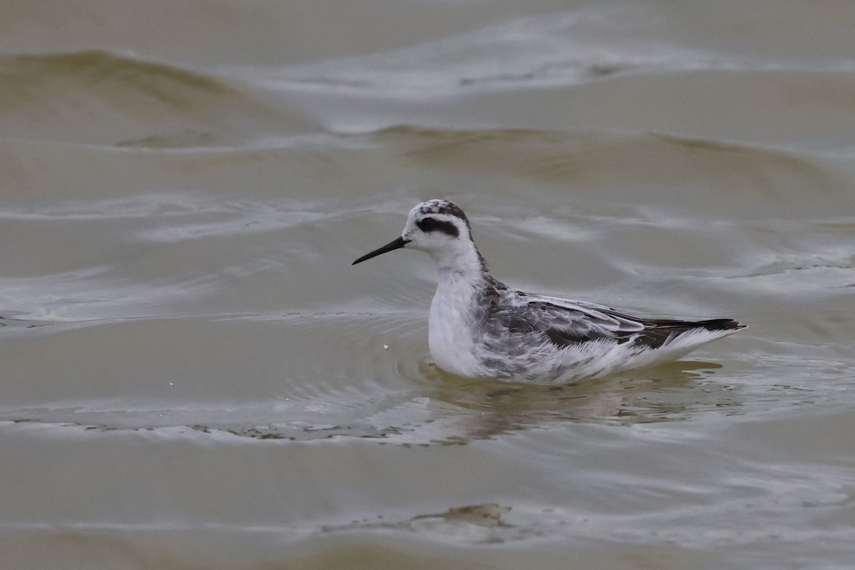 Плавунець круглодзьобий - ML646397863