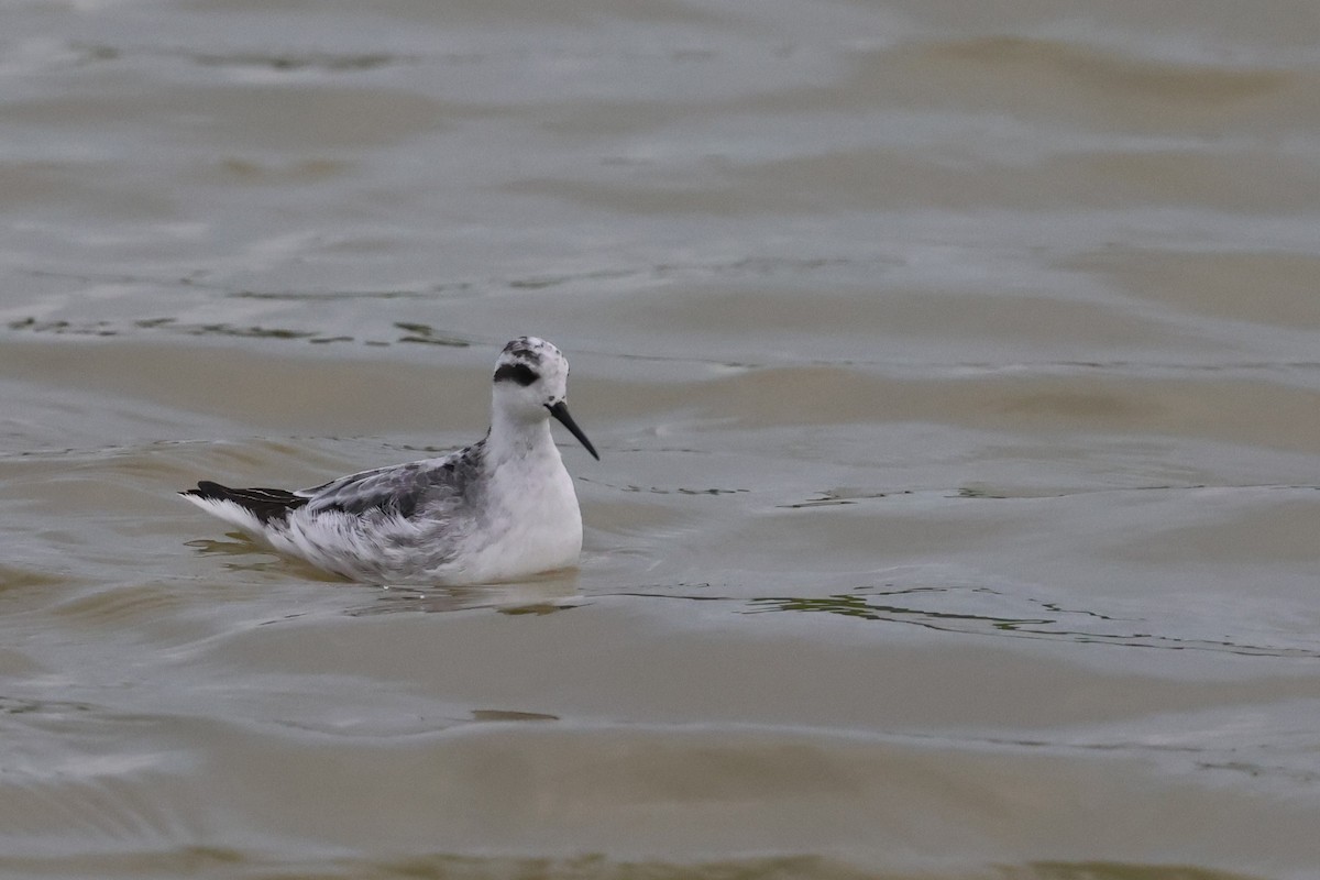 Плавунець круглодзьобий - ML646397864