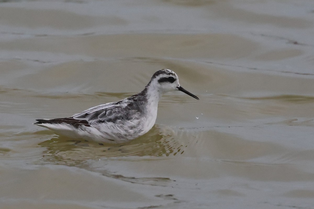 Плавунець круглодзьобий - ML646397865