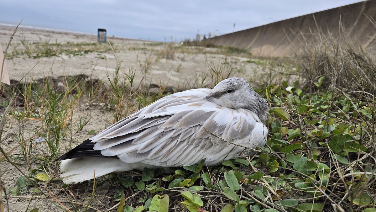 Oie des neiges - ML646397866