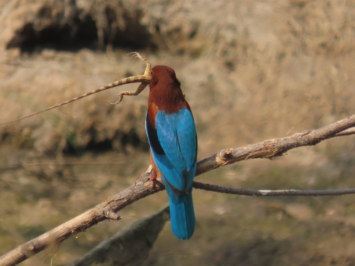 Martin-chasseur de Smyrne - ML646397867