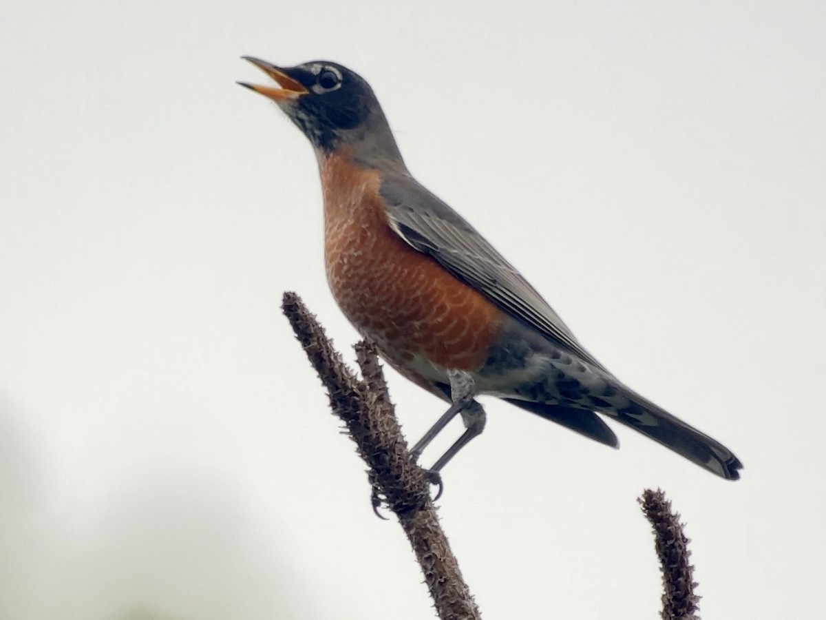 Merle d'Amérique - ML646397868