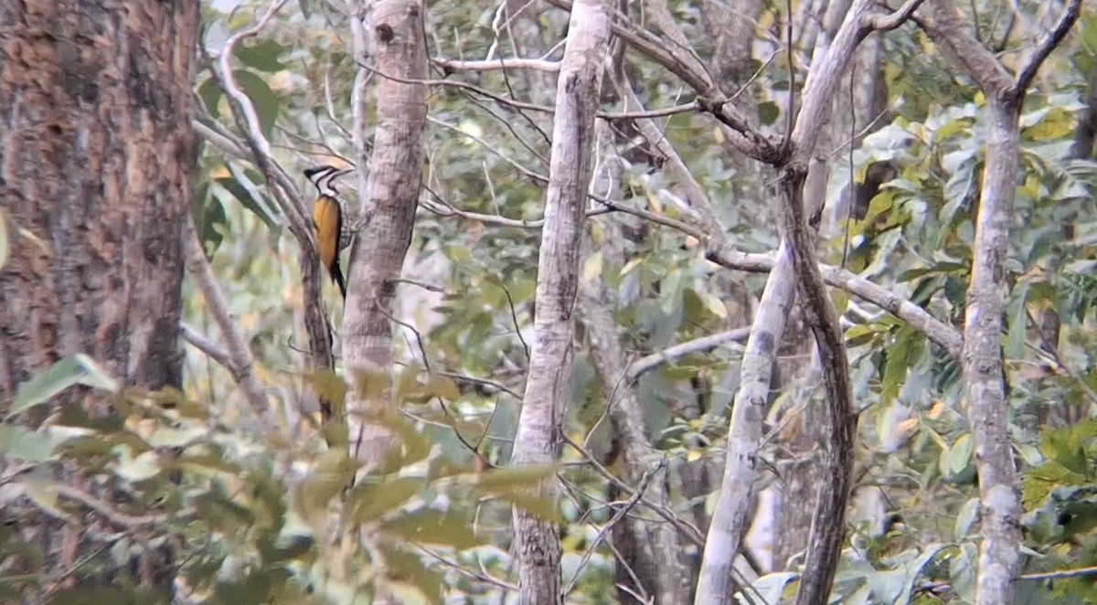 Pic à dos rouge - ML646397869