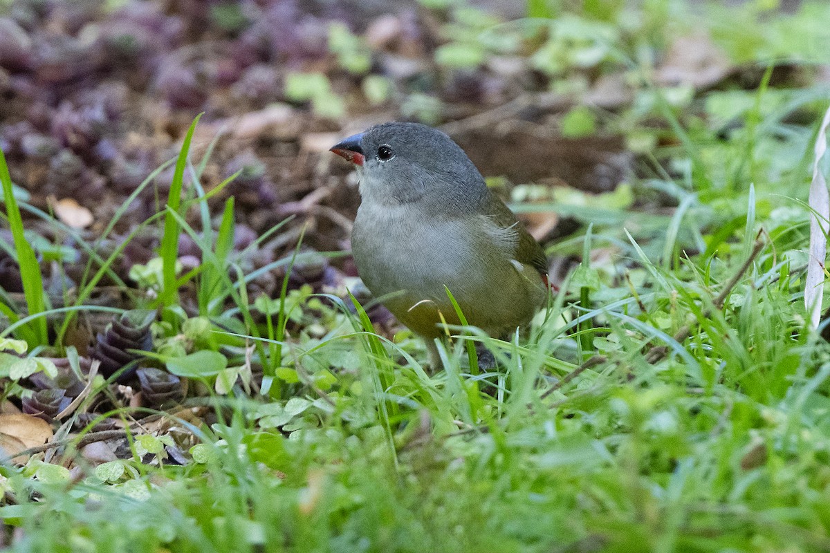 Astrild à ventre jaune - ML646397870