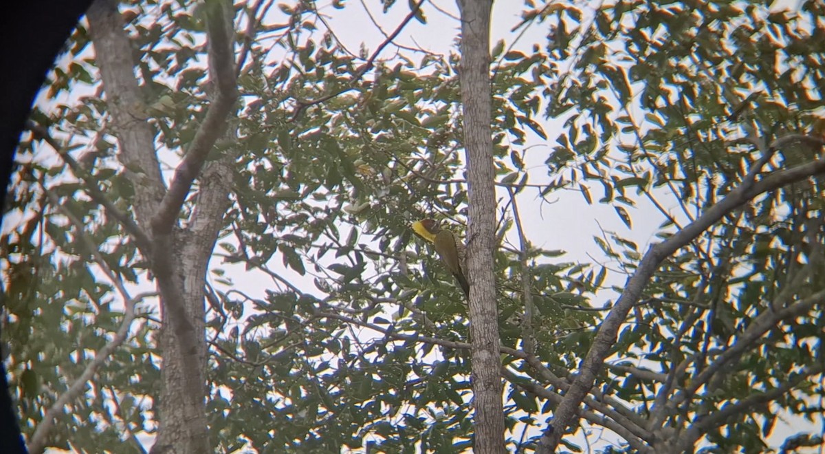 Pic à huppe jaune - ML646397873