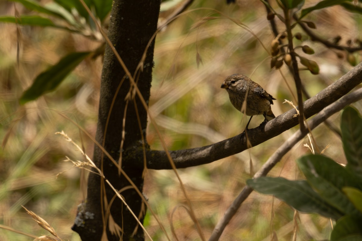 Cataménie maculée - ML646397874