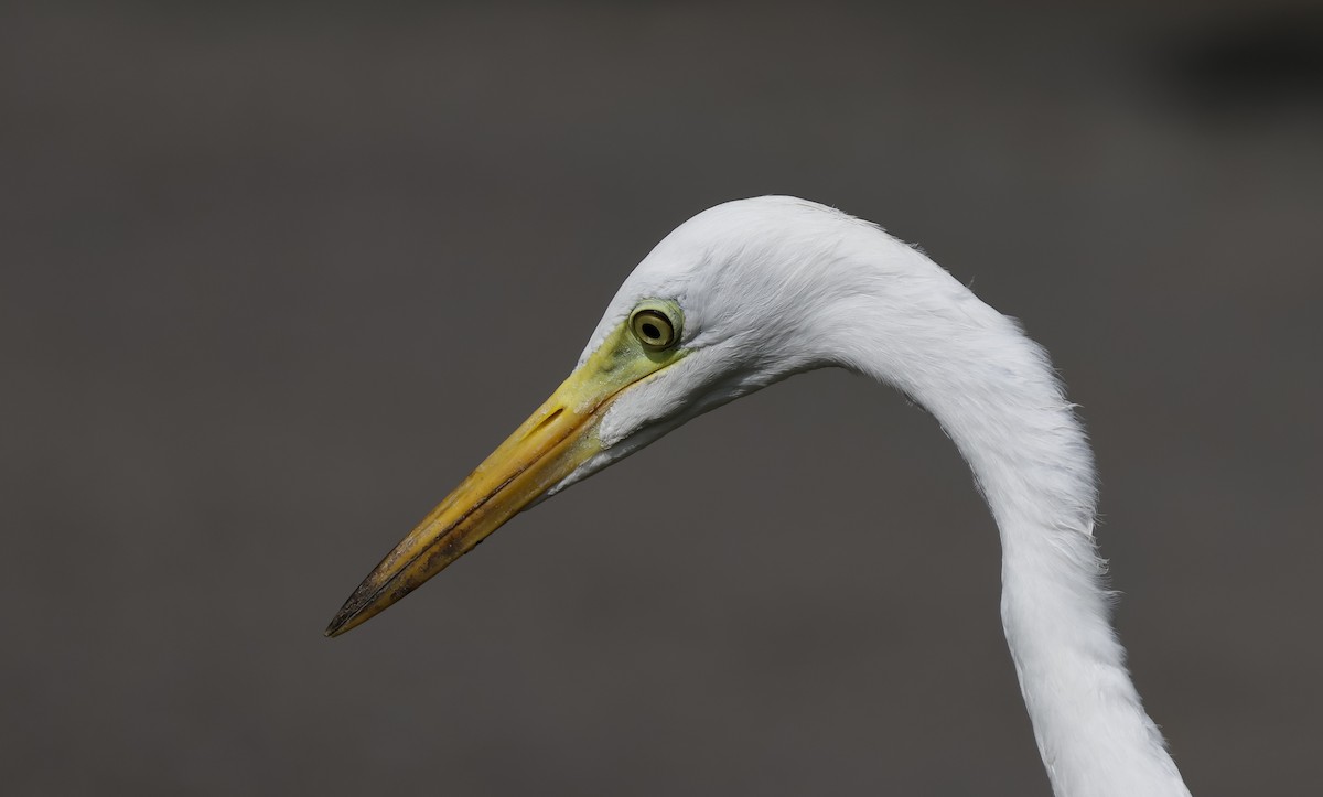 Héron intermédiaire - ML646397875