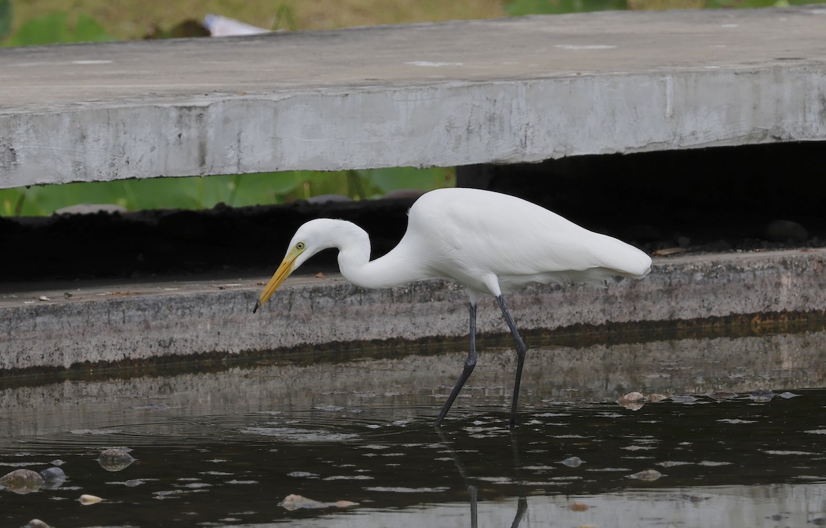 Héron intermédiaire - ML646397876