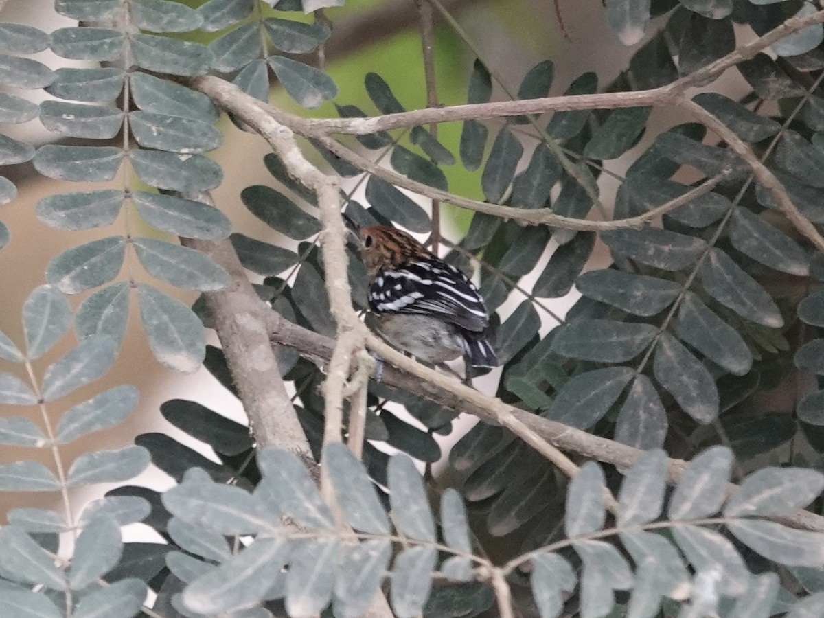 Myrmidon strié - ML646397877