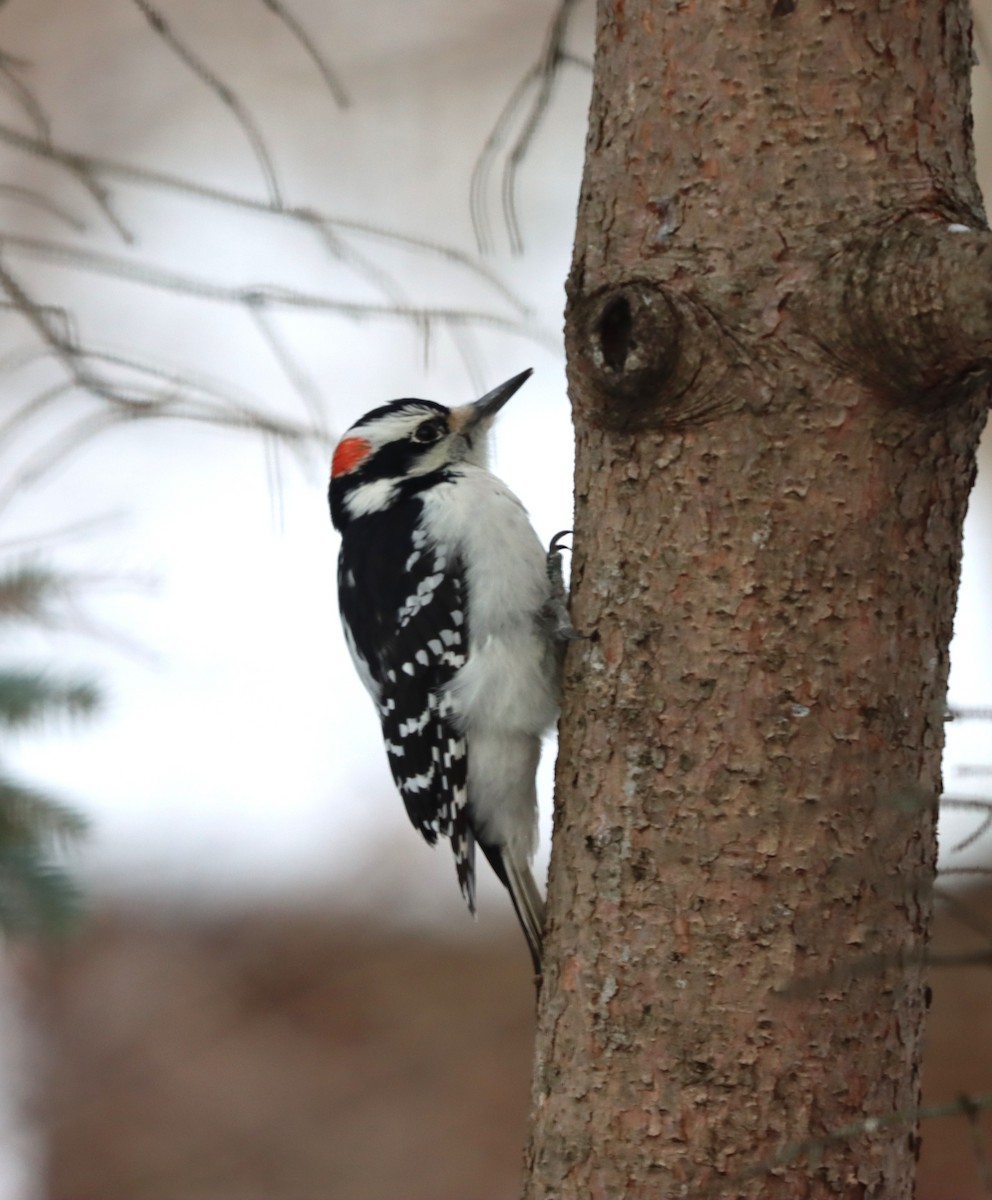 Pic chevelu - ML646397883