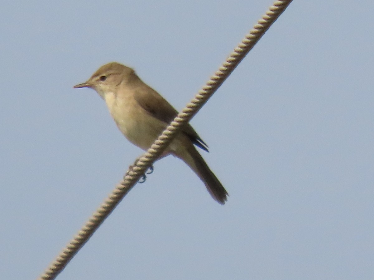 Hypolaïs rama - ML646397884