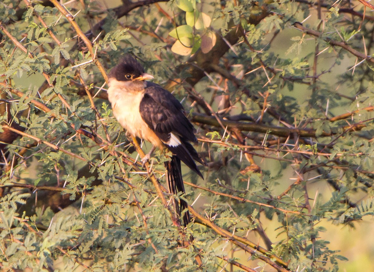 Coucou jacobin - ML646397885