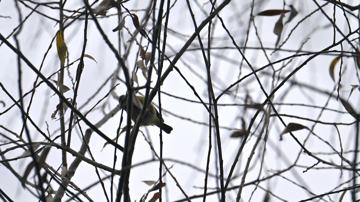 Mésange bleue - ML646397886