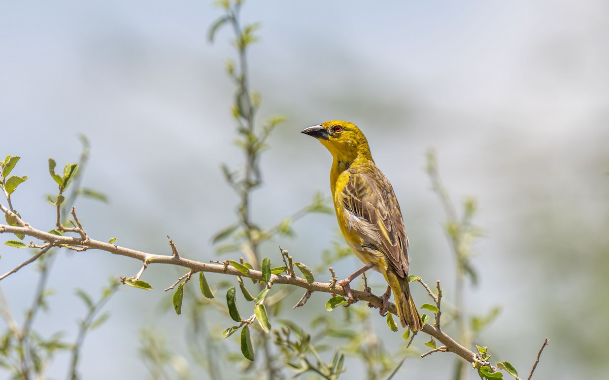 Tisserin gendarme - ML646397887