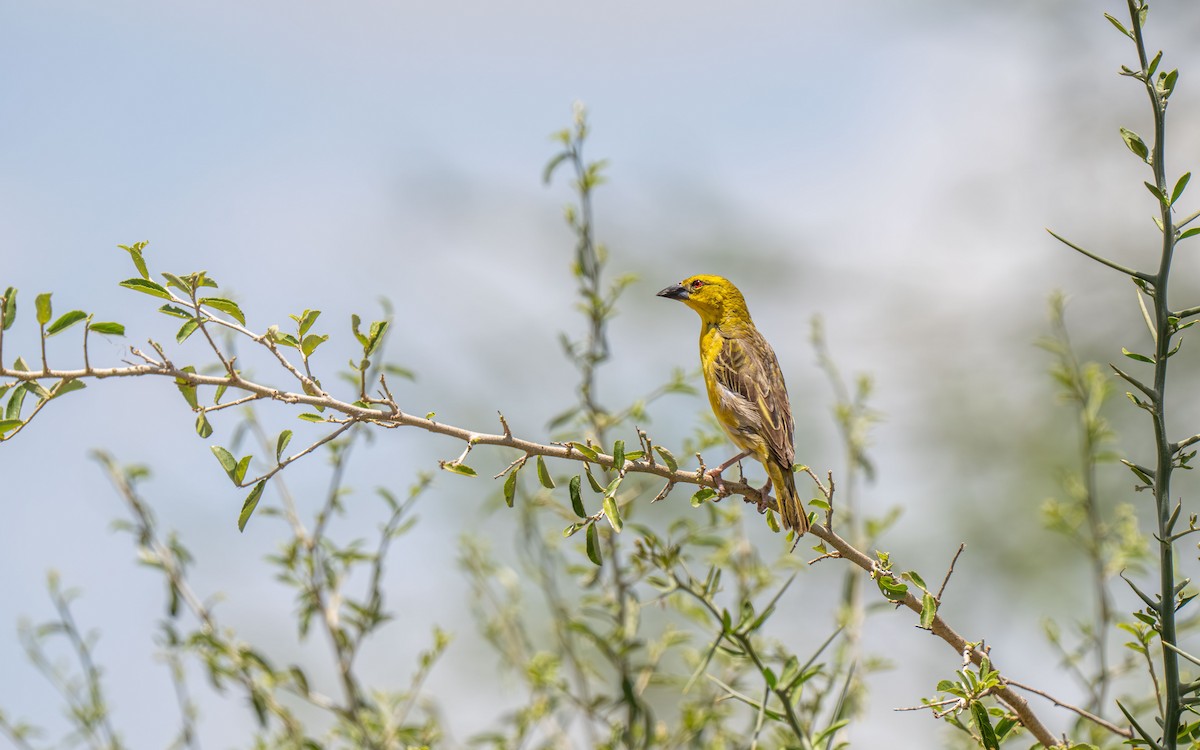 Tisserin gendarme - ML646397888