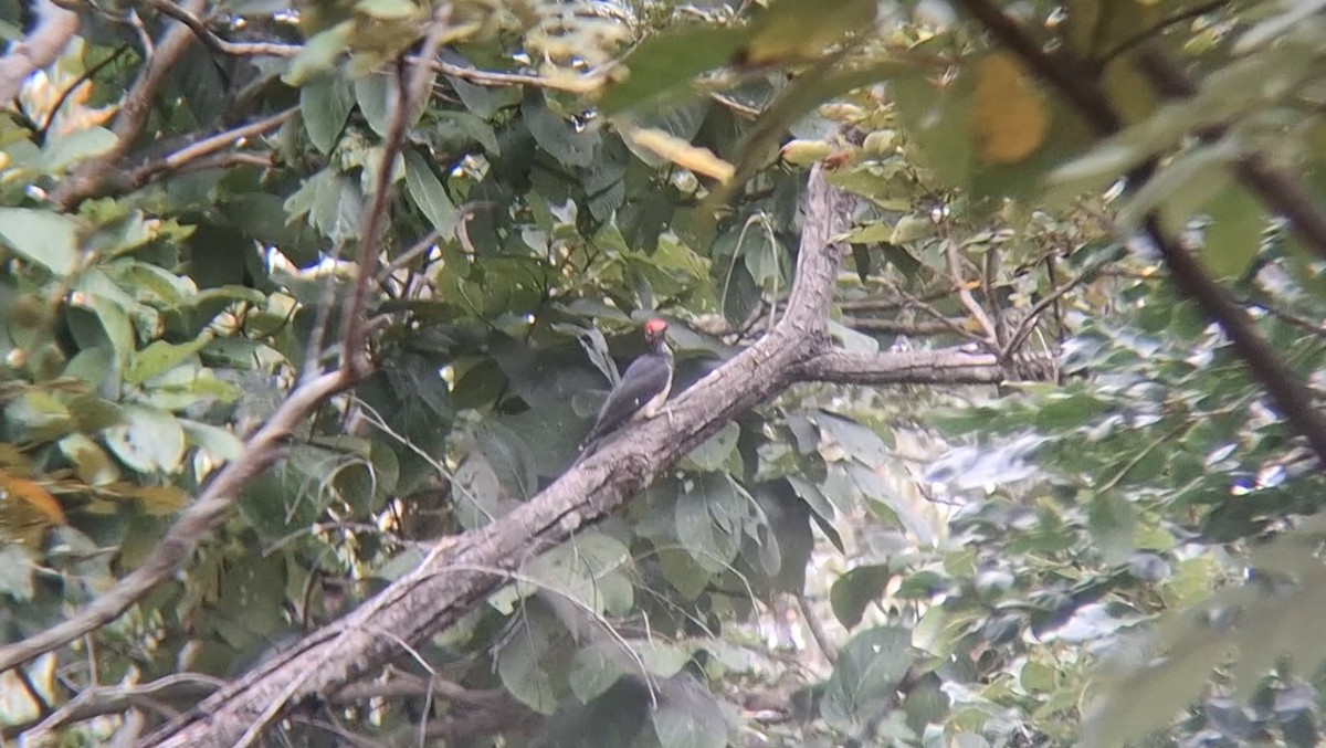 Pic à ventre blanc - ML646397889