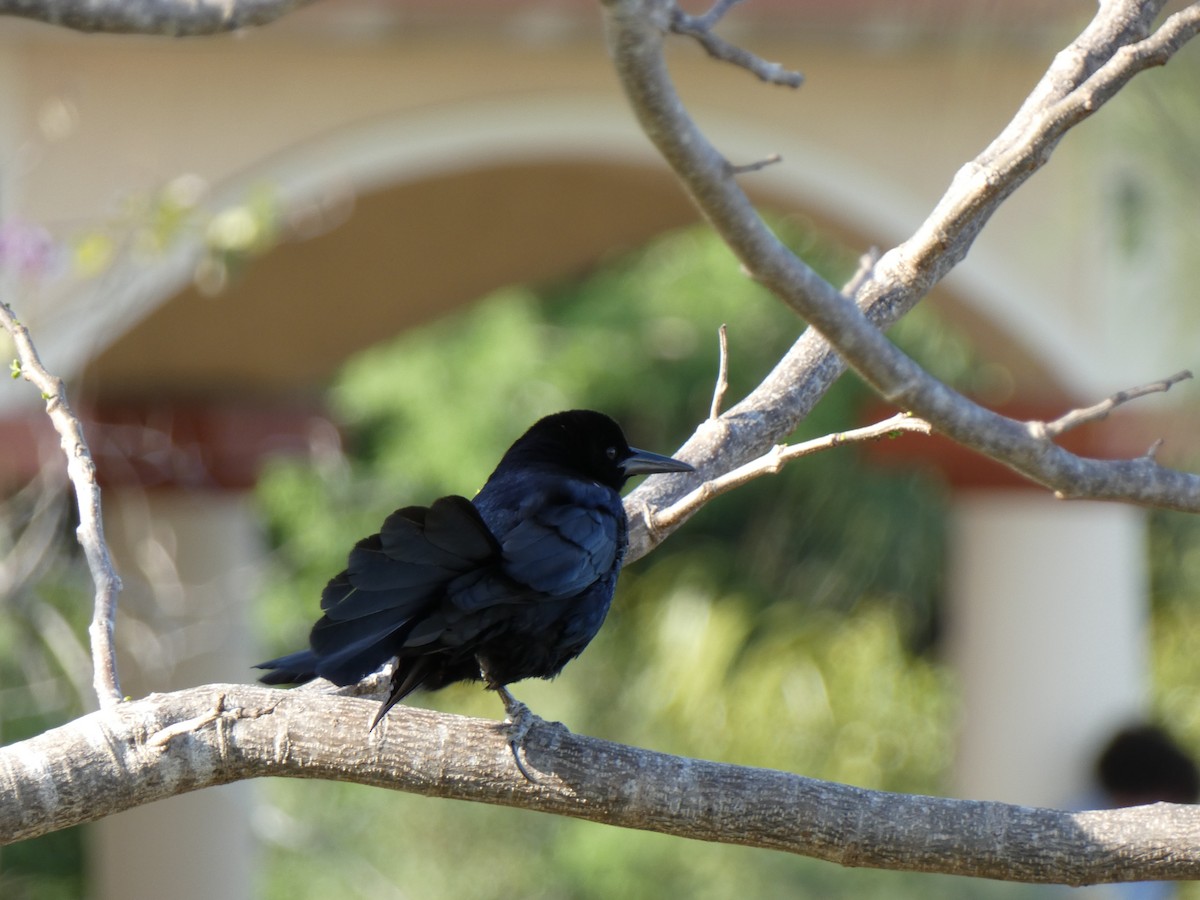 Quiscale des marais - ML646397890