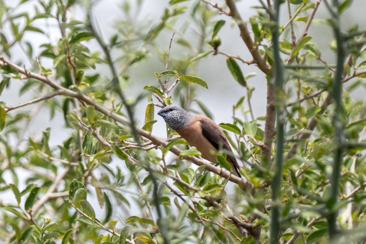Gray-headed Silverbill - ML646397891