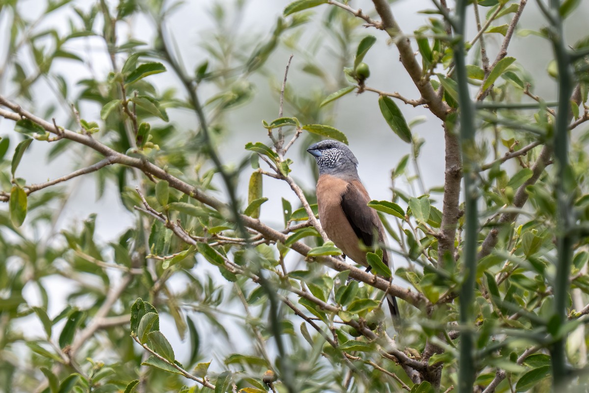 Gray-headed Silverbill - ML646397892