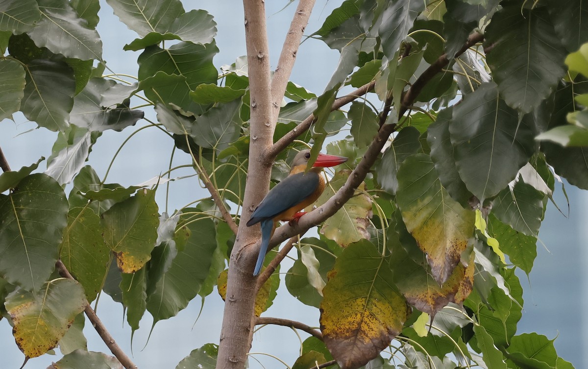 Stork-billed Kingfisher - ML646397897
