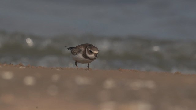 חופמי אמריקני - ML646397898