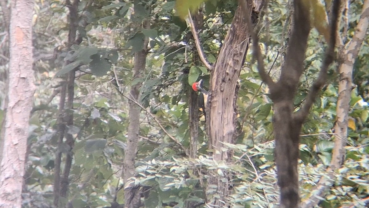 White-bellied Woodpecker - ML646397901