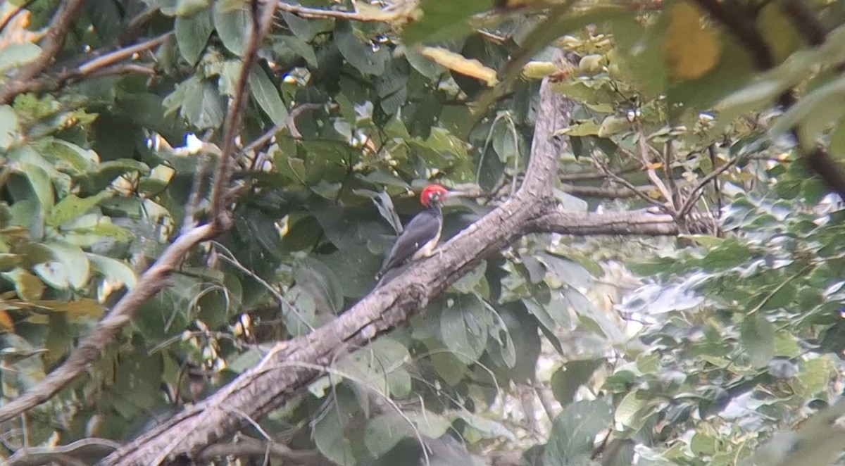White-bellied Woodpecker - ML646397902