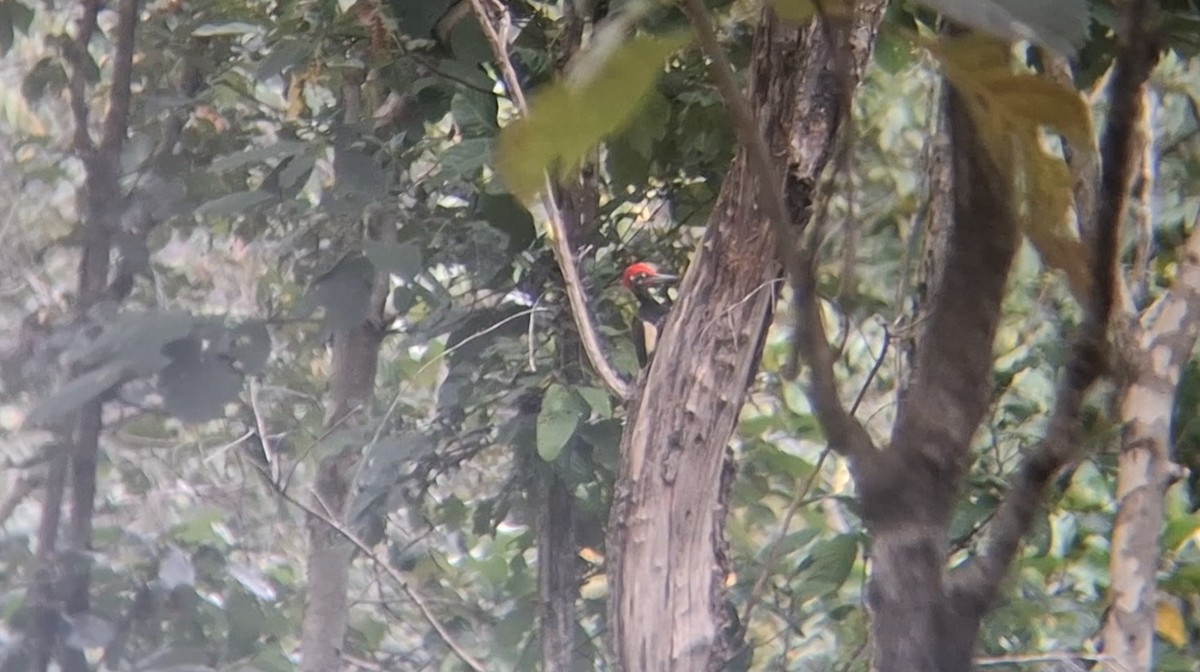 White-bellied Woodpecker - ML646397903